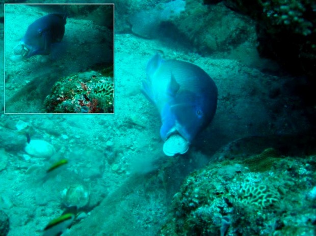 A blackspot tuskfish banging a clam against a rock to crack it open. Credit: Scott Gardner, 2011