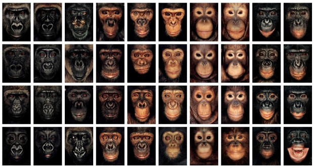 "James and Other Apes" by James Mollison, 2004