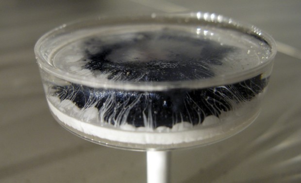 Detail image of Petri dish painting, from the Hyponcondria series. © Klari Reis