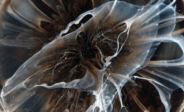 Detail image of Petri dish painting, from the Hyponcondria series. © Klari Reis