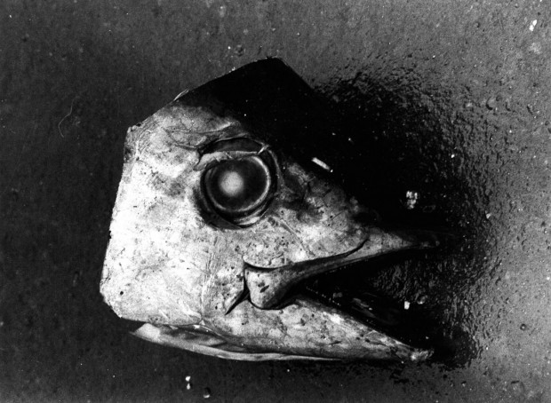 Untitled (Fish Head) by Daido Moriyama, Tsugaru Straits, gelatin silver print on fibre paper, 11" x 14", 1978.